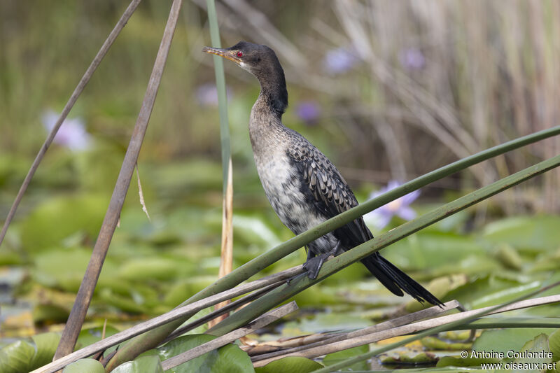 Reed Cormorantadult