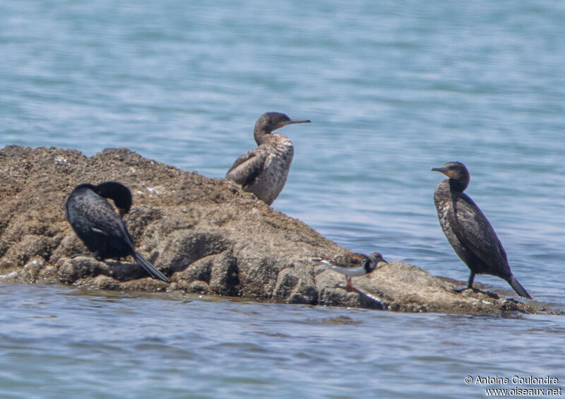 Cape Cormorantadult