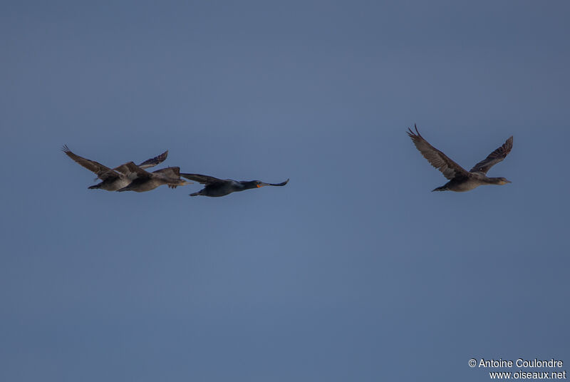 Cape Cormorantadult, Flight