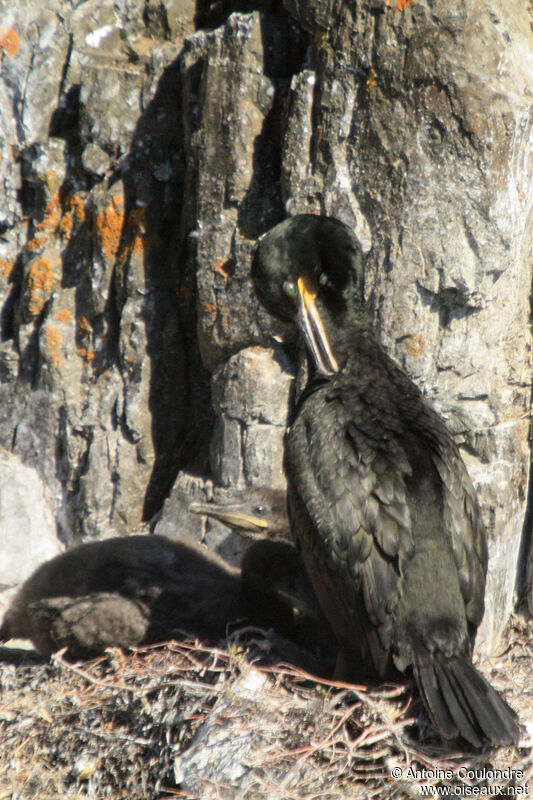 European Shag, Reproduction-nesting