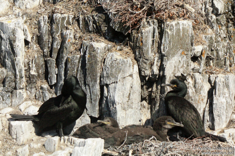 European Shag, Reproduction-nesting