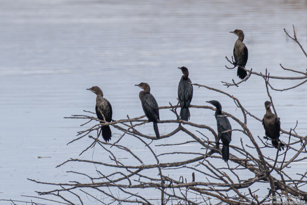 Pygmy Cormorant