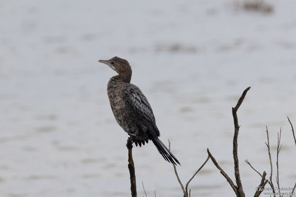 Pygmy Cormorant