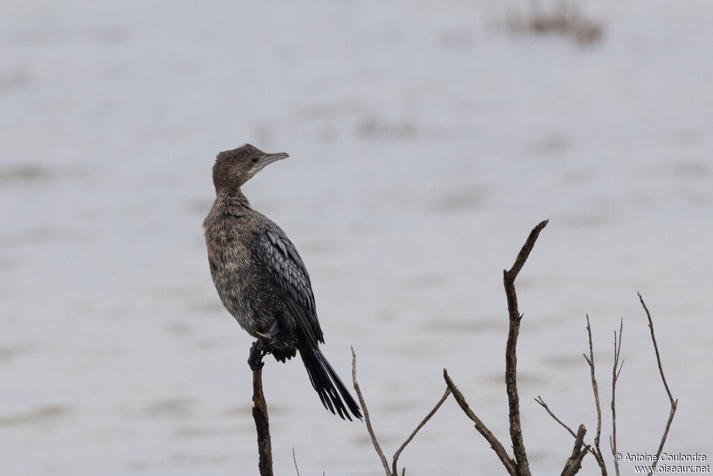 Pygmy Cormorant