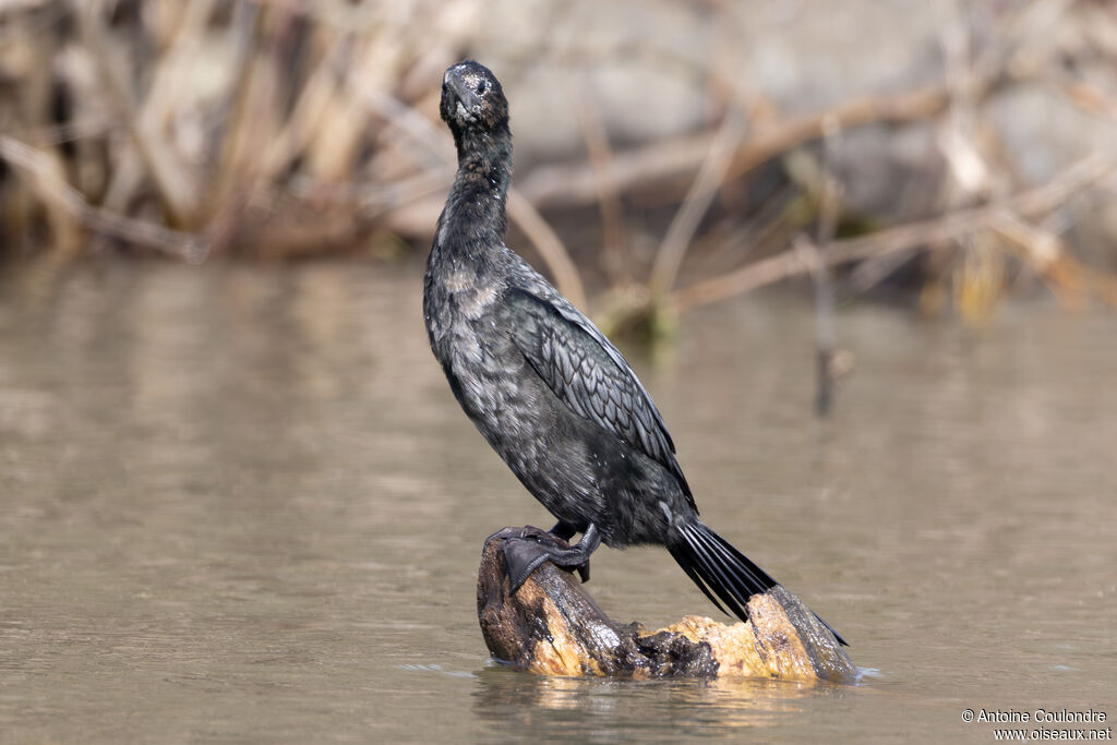 Pygmy Cormorant