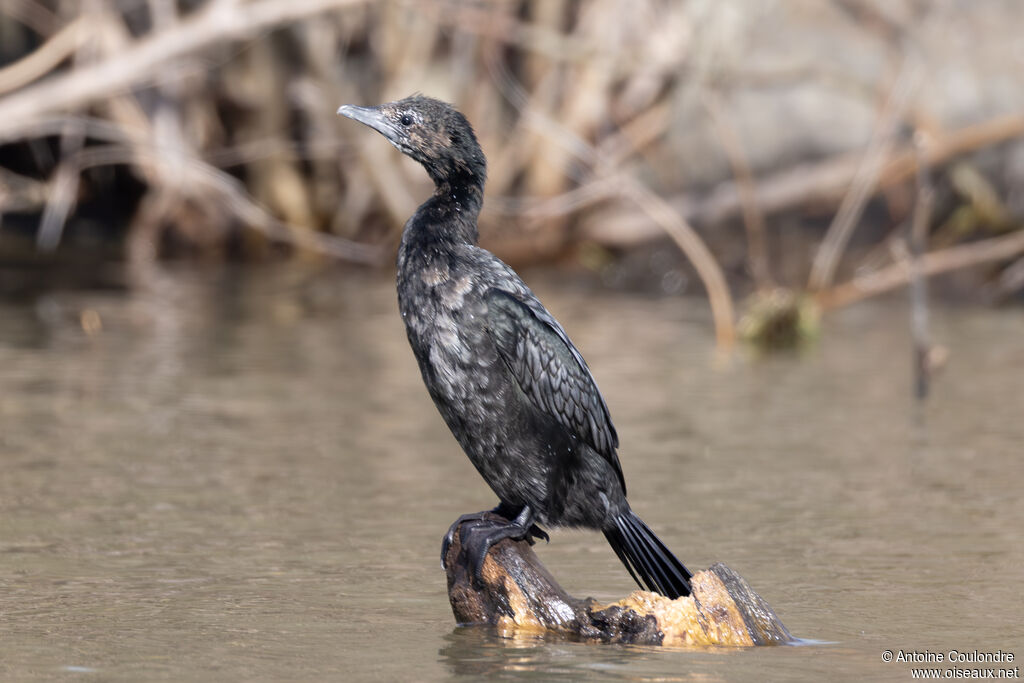 Pygmy Cormorant