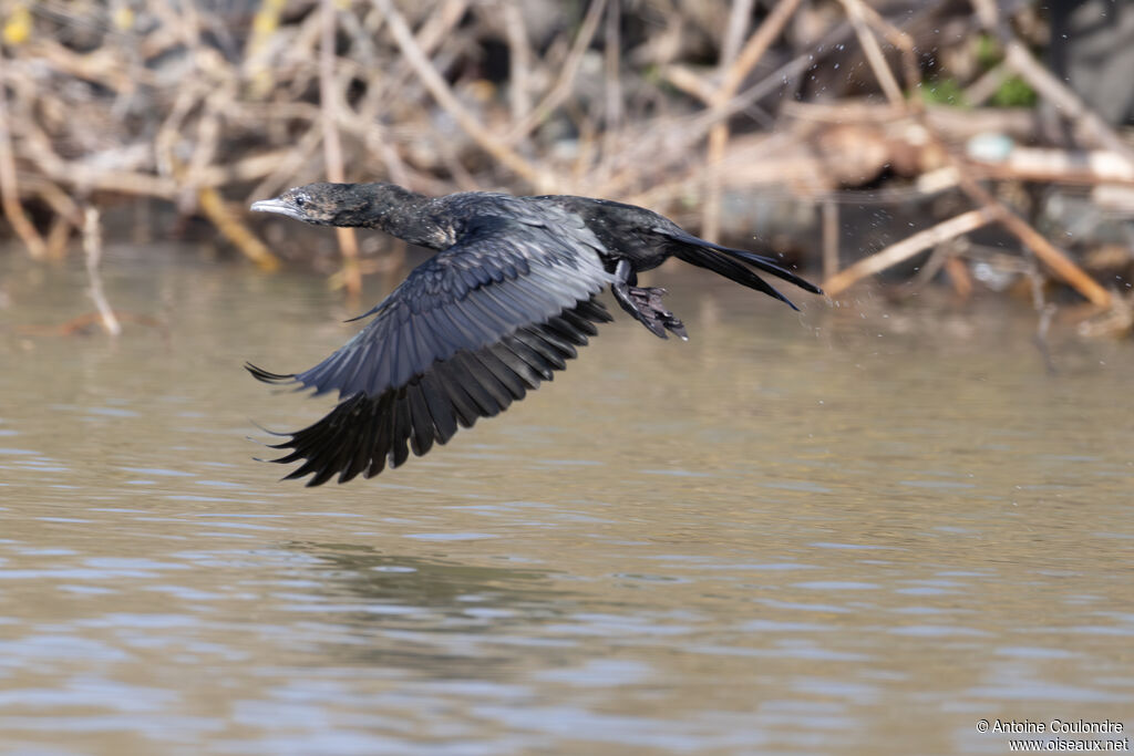 Pygmy Cormorant