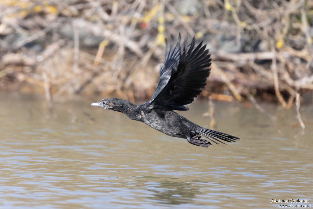 Pygmy Cormorant
