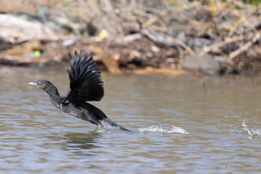 Pygmy Cormorant