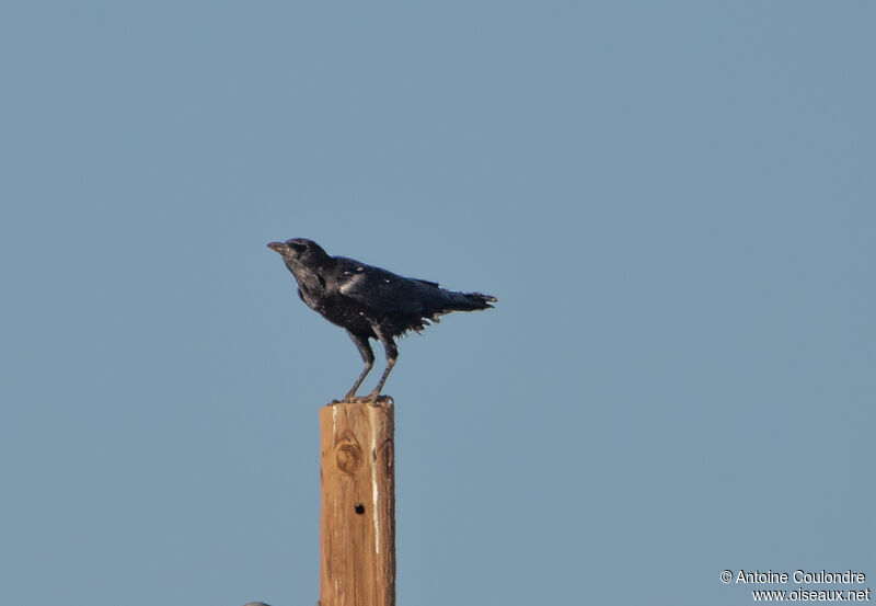 Cape Crowadult