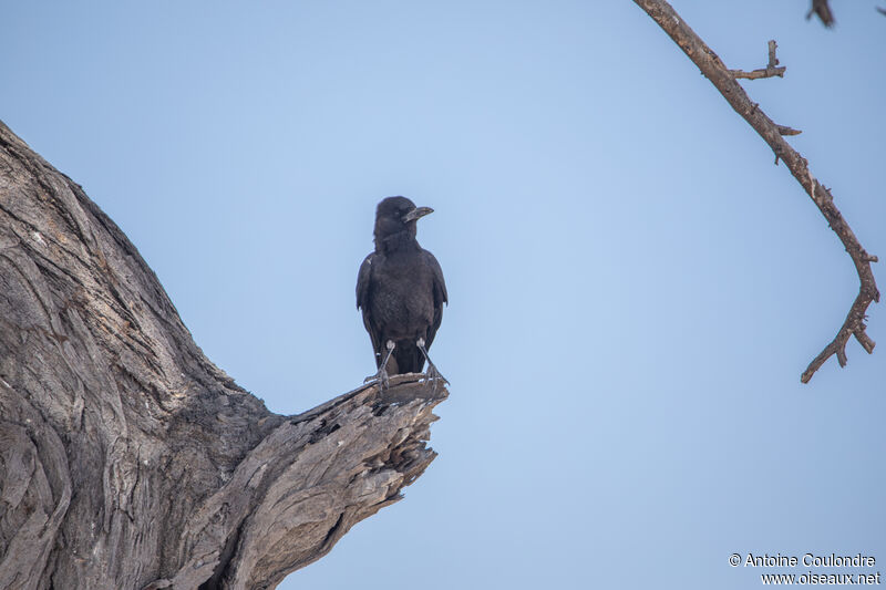 Cape Crowadult