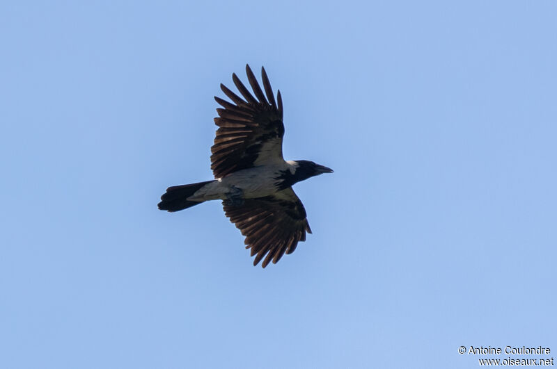 Hooded Crowadult, Flight