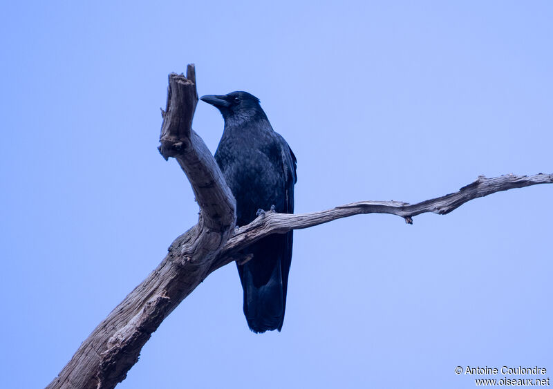 Carrion Crowadult