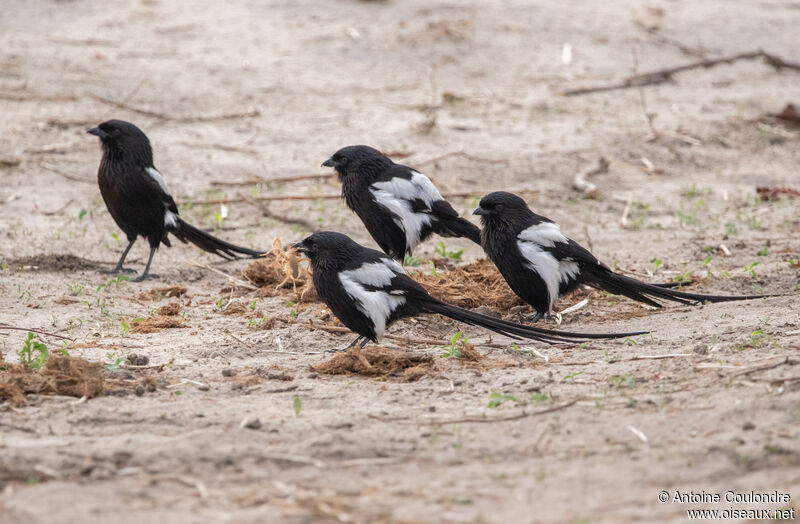 Magpie Shrikeadult, fishing/hunting, eats