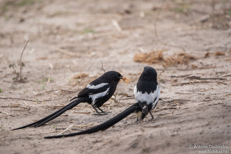 Magpie Shrikeadult, fishing/hunting, eats