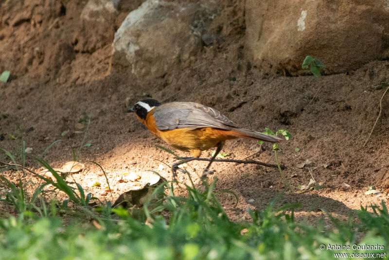 White-browed Robin-Chatadult