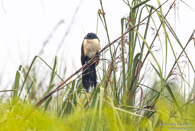 Blue-headed Coucaladult