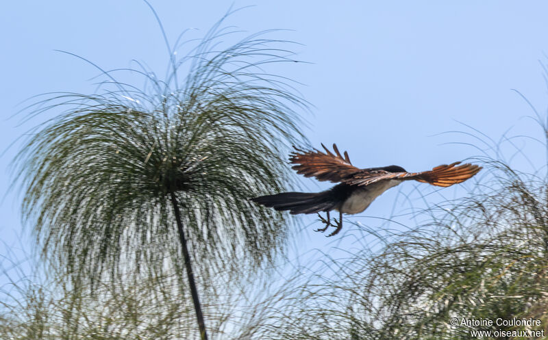 Coucal à nuque bleueadulte, Vol