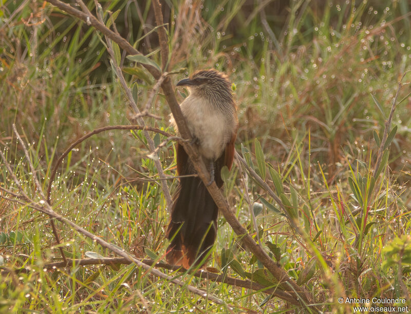 Coucal à sourcils blancsadulte