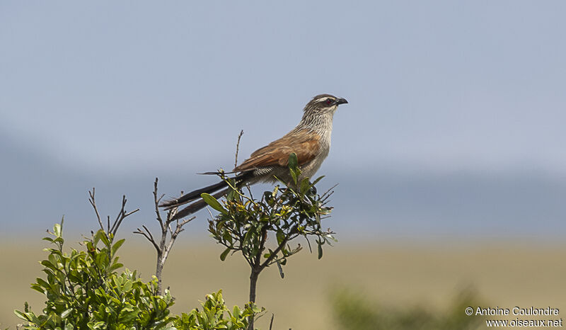 Coucal à sourcils blancsadulte