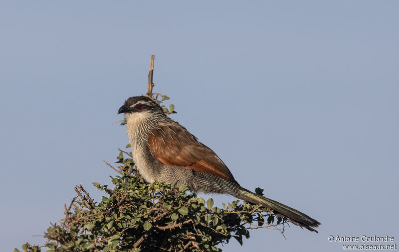 Coucal à sourcils blancsadulte