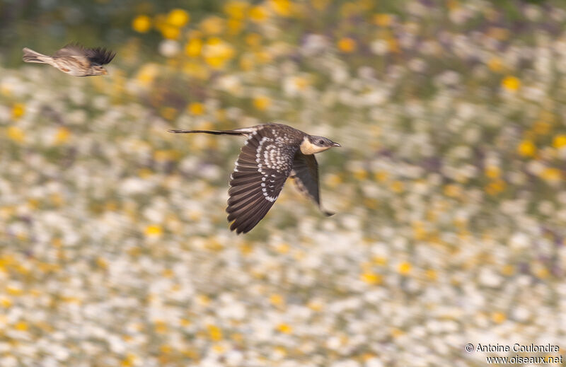 Great Spotted Cuckoo female adult