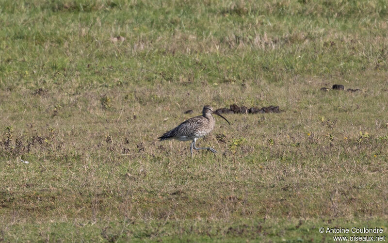 Eurasian Curlewadult post breeding