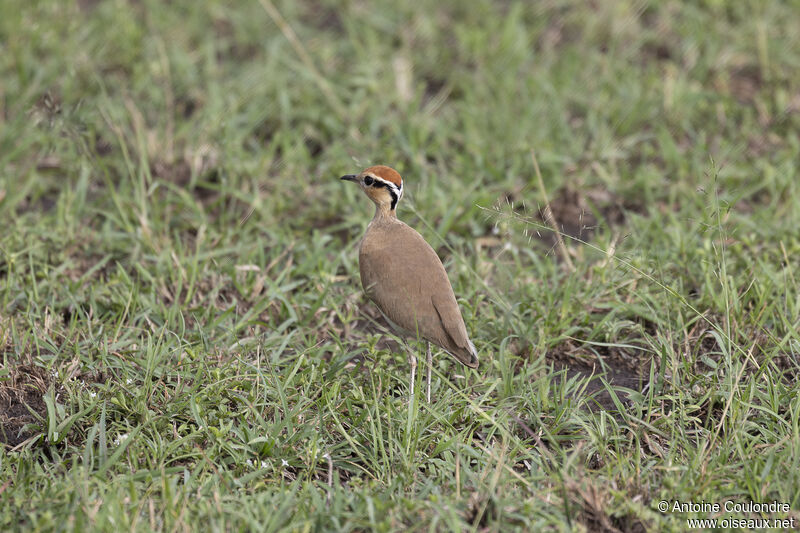 Temminck's Courseradult