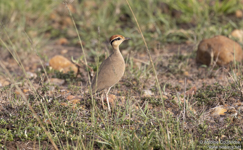 Temminck's Courseradult