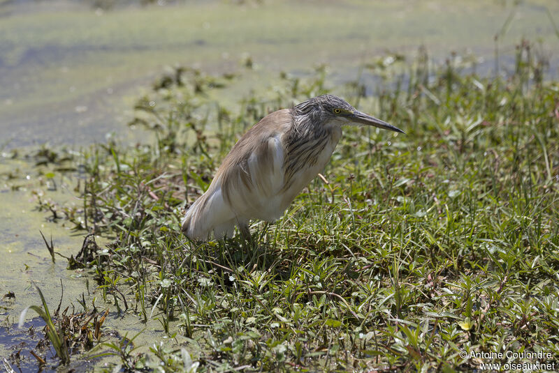 Squacco Heronadult