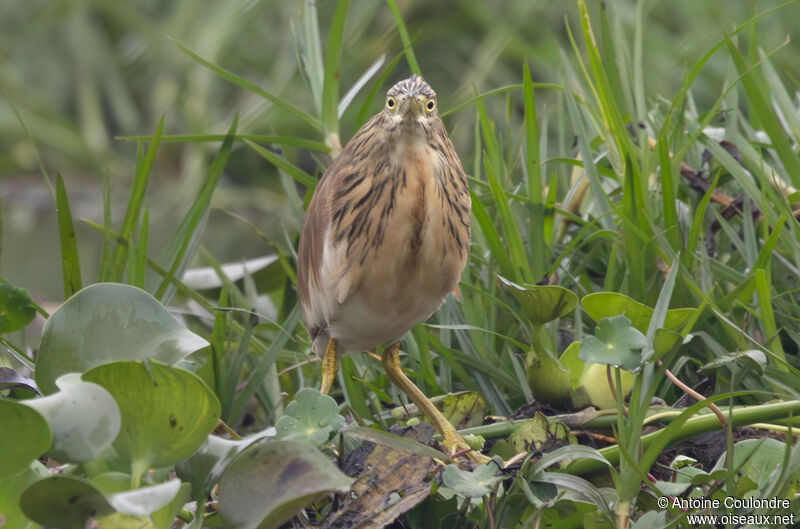 Squacco Heronadult