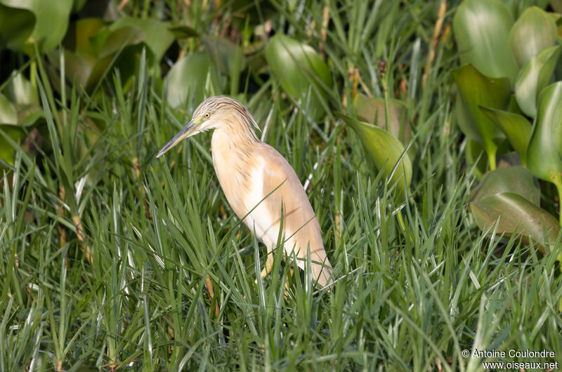 Squacco Heronadult