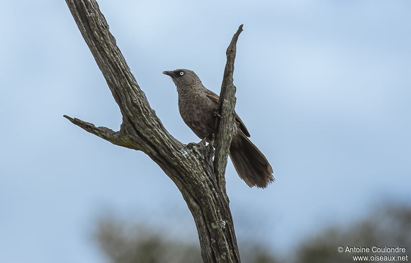 Black-lored Babbleradult