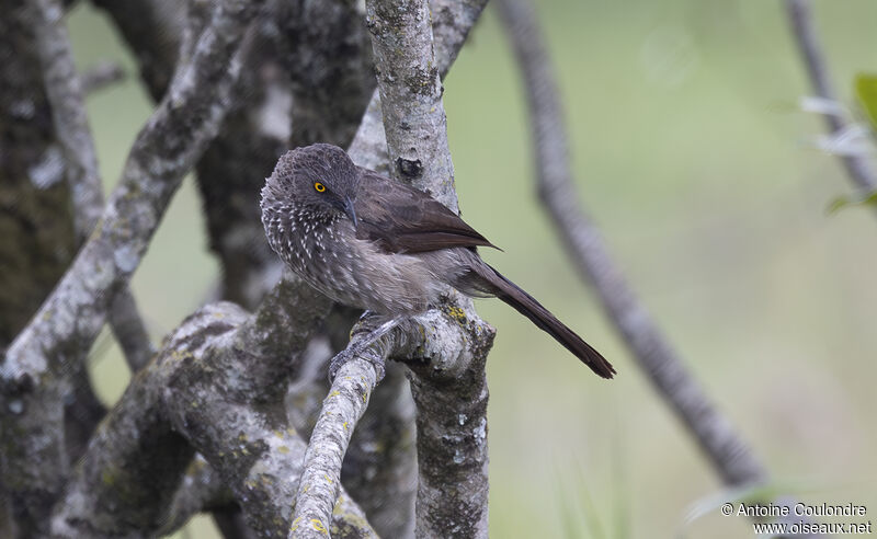 Arrow-marked Babbleradult