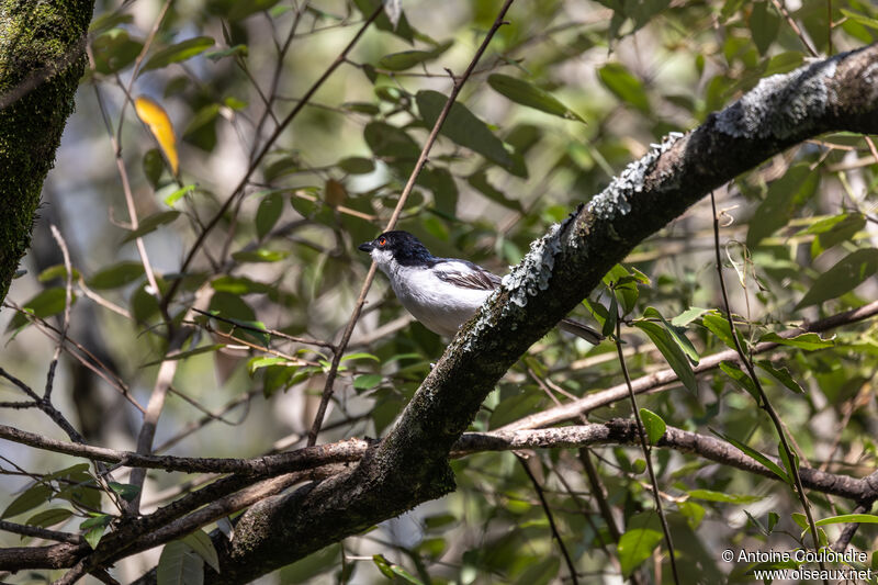 Black-backed Puffbackadult