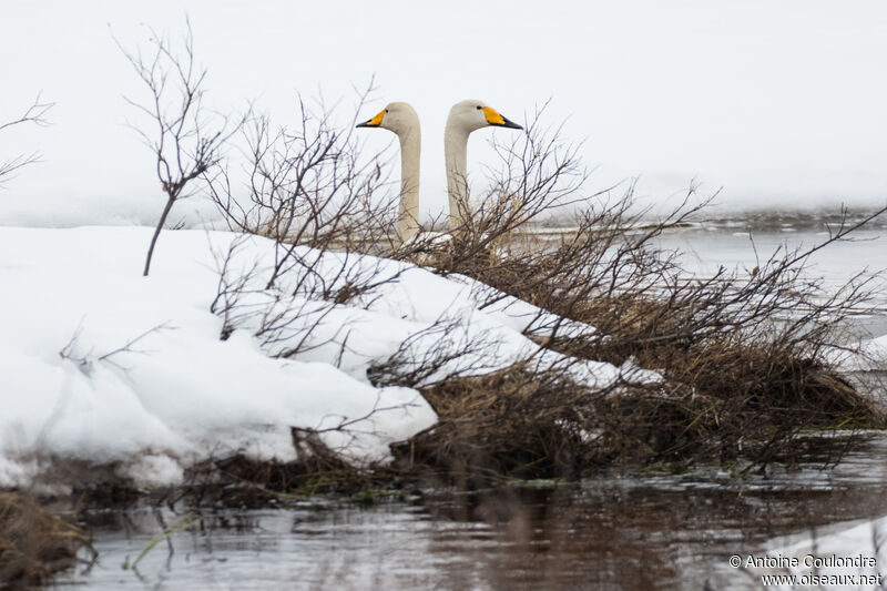 Cygne chanteuradulte