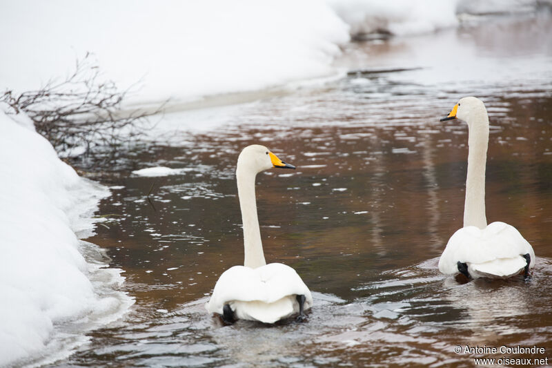 Cygne chanteuradulte