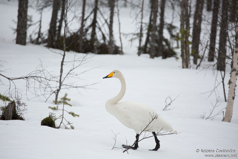 Cygne chanteuradulte