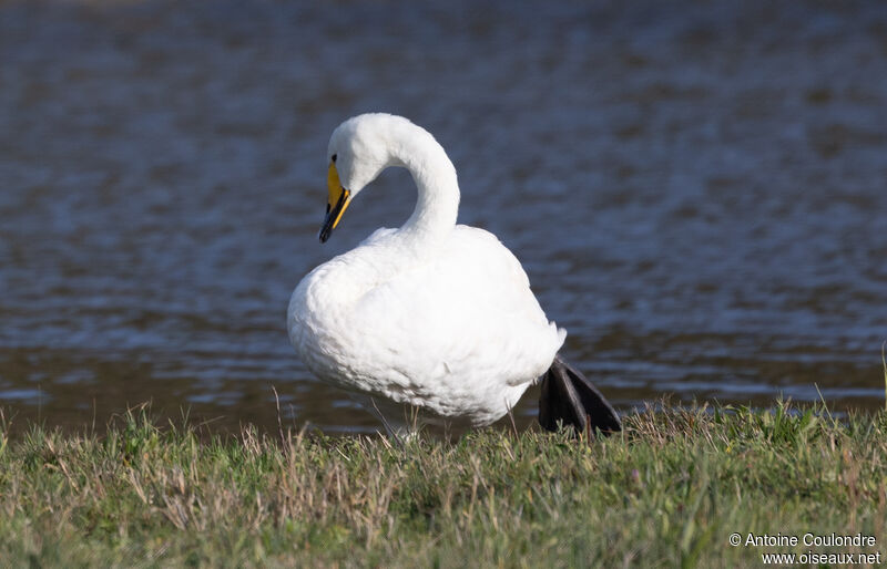 Cygne chanteuradulte