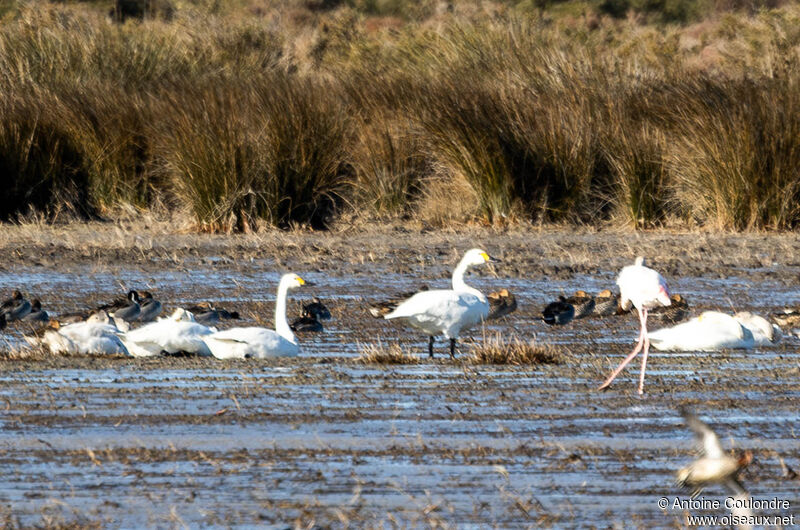 Tundra Swan