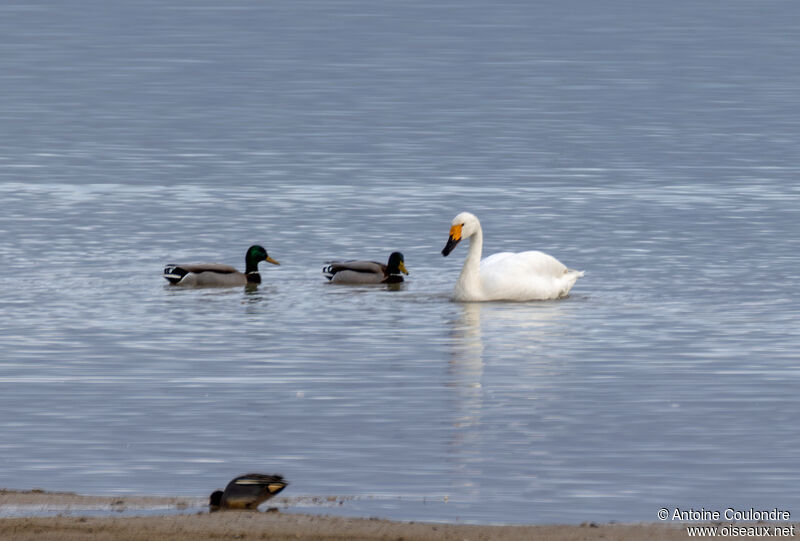 Cygne de Bewickadulte, nage