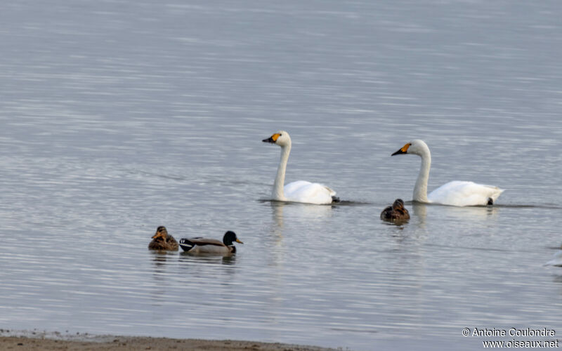 Cygne de Bewickadulte, nage