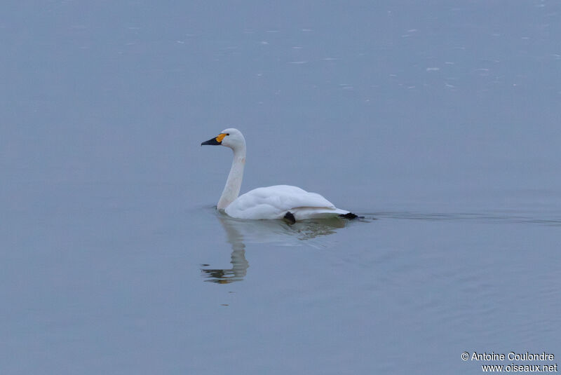 Cygne de Bewickadulte, nage