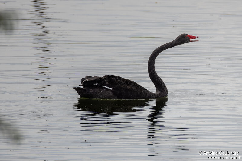 Black Swanadult