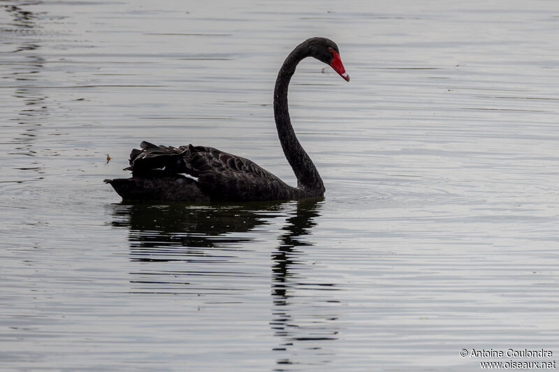 Black Swanadult