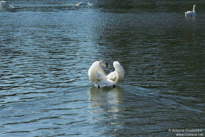 Cygne tuberculé mâle adulte, parade