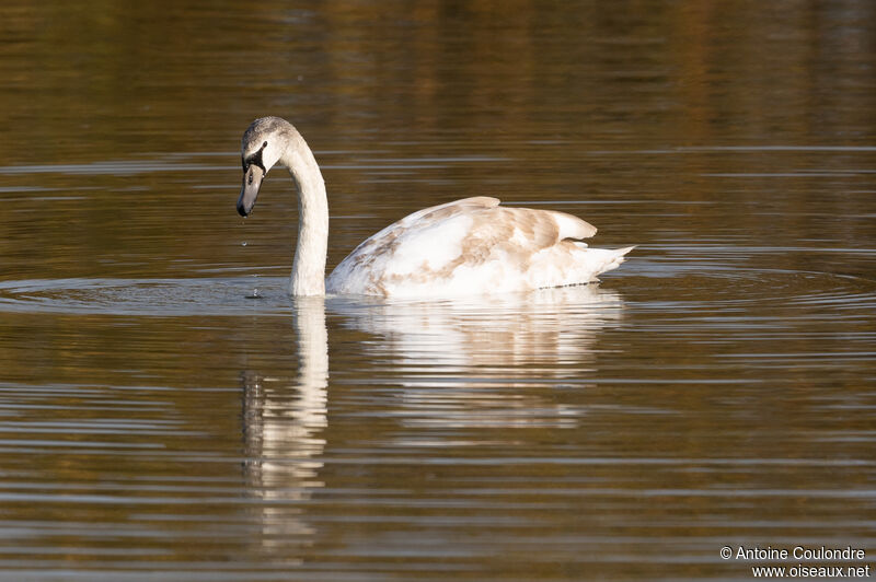 Cygne tuberculésubadulte