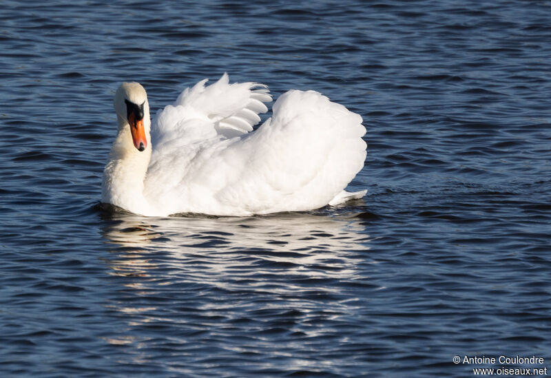 Mute Swan male adult breeding