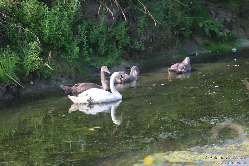 Mute Swan