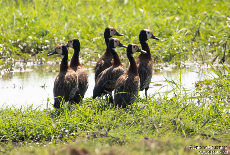 White-faced Whistling Duckadult